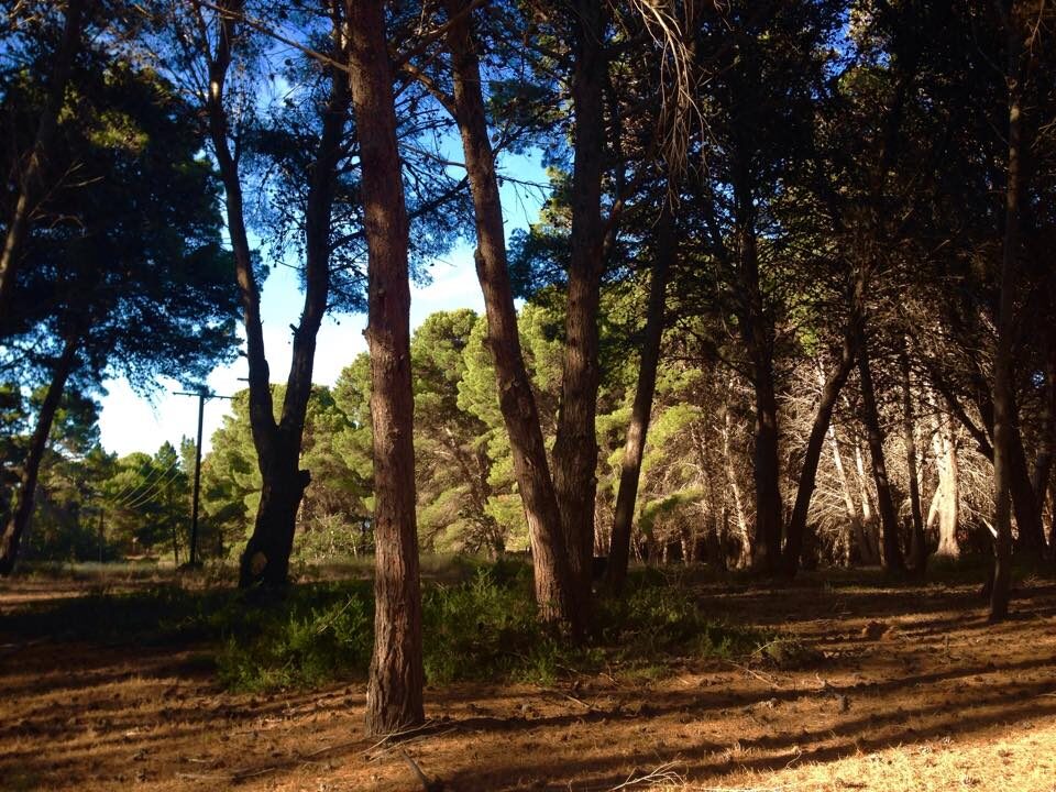 Alberto Forest